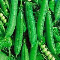 ГРЮНДИ F1 горох Сингента