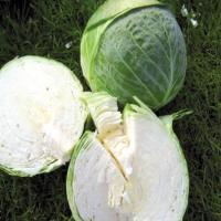 КАПОРАЛ F1 капуста белокочанная Вильморин