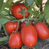 КАЛИСТА F1 томат Хазера