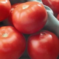 ФЛОРИДА F1 томат Семинис