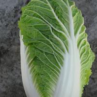 ПАСИФИКО F1 капуста пекинская Бейо