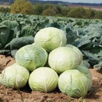 ЛАРСИЯ F1 капуста белокочанная Семинис