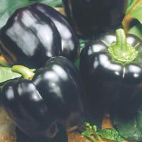 МАВРАС F1 перец Энза Заден