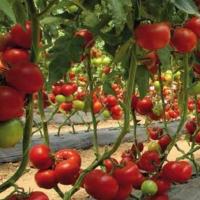 МАТИССИМО F1 томат Семинис