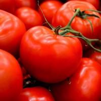 АМЕРИГО F1 томат Саката