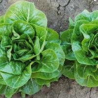 КСИОМАРА F1 салат романо Энза Заден