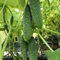 ШАРЖ F1 огурец Гавриш (500)