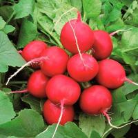 ДОНАР F1 редис Сингента