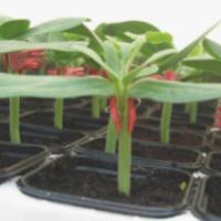 КОНСИСТА F1 подвой арбуза Энза Заден