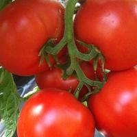 АГИЛИС F1 томат Энза Заден