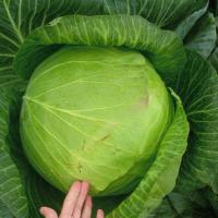 ВЕСТРИ F1 капуста белокочанная Семинис