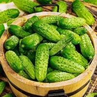 ЛЕВИНА F1 огурец Семинис