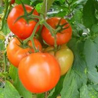 ЖЕНАРОС F1 томат Семинис