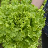 МИРТЕЛ F1 салат листовой Бейо