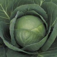 КЕВИН F1 капуста белокочанная Сингента
