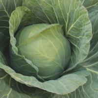 ЧИТА F1 капуста белокочанная Энза Заден