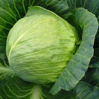 ТИАРА F1 капуста белокочанная Бейо