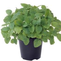 ЛЕМОНА F1 базилик Энза Заден