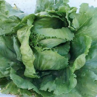 ДЕНВЕР F1 салат Семинис, 10 гр