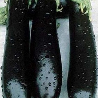 ВАЛЕНТИНА F1 баклажан Семинис