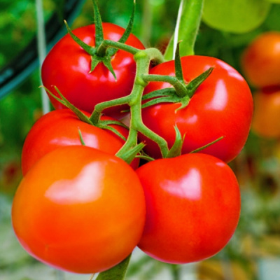 РЕФОРМА F1 томат Гриномика