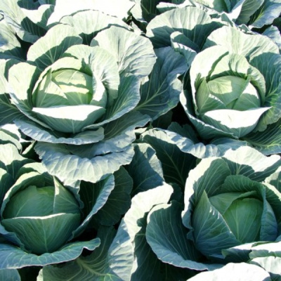 ДЖИНТАМА F1 капуста белокочанная Райк Цваан, GD, 2500 шт