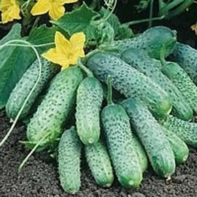 ПАСАМОНТЕ F1 огурец Сингента