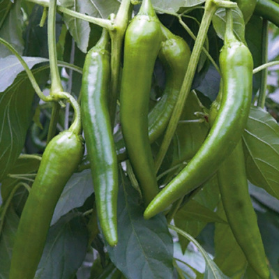 КОМБАТ F1 перец Гриномика