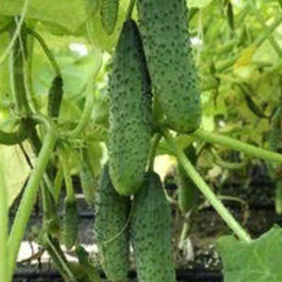 ШАРЖ F1 огурец Гавриш (500)