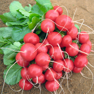 РОЛЕКС F1 редис Бейо (2.25-2.50)