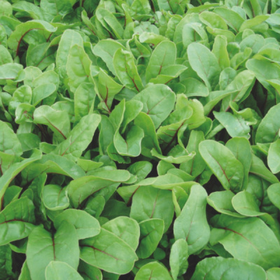 РУБИНОА F1 мангольд Энза Заден