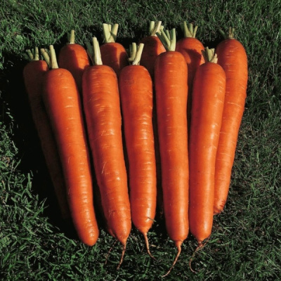 МИРНА F1 морковь Семинис, 1 млн шт.