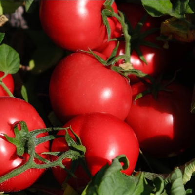 ПЛАТИНУМ F1 томат Нюнемс