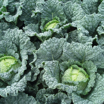 МЕЛИССА F1 капуста савойская Бейо