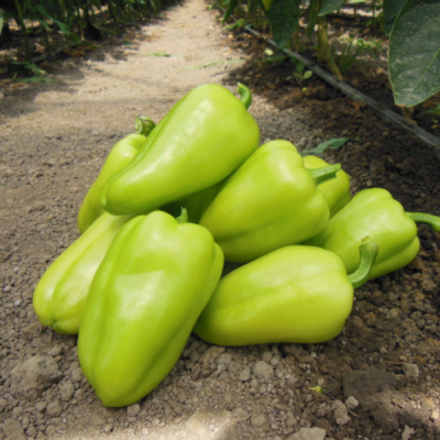 АМАРЕТТА F1 перец Энза Заден