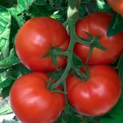 ПАНЕКРА F1 томат Сингента