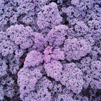 РЕДБОР F1 капуста листовая Бейо