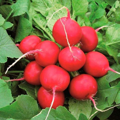 ДОНАР F1 редис Сингента