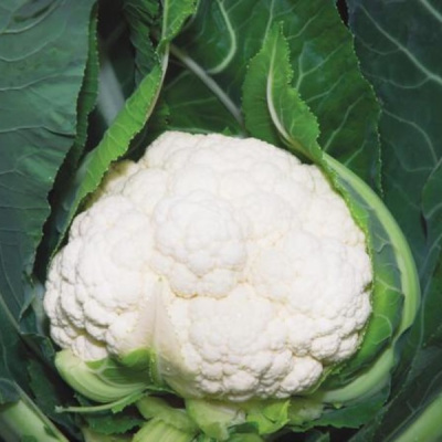 НАУТИЛУС F1 капуста цветная Вильморин