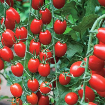 В 355 F1 томат Вильморин