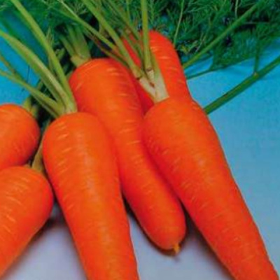 КУРОДА ШАНТАНЭ F1 морковь Саката