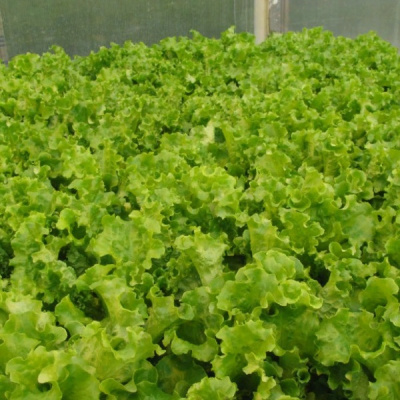 ОРФЕЙ F1 салат Гавриш