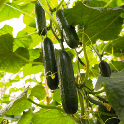 ПРАДО F1 огурец Бейо (1000)