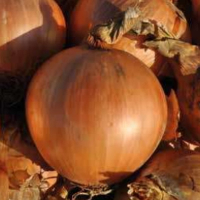 ТАРЕСКО F1 лук репчатый Хазера