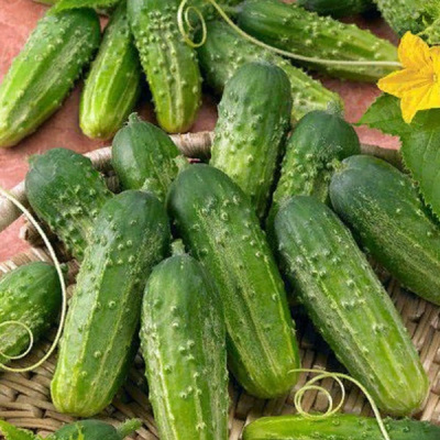 ЗАНАЧКА F1 огурец Гавриш