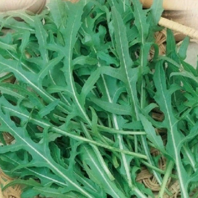 ГУРМАН F1 рукола Гавриш (1000 г)