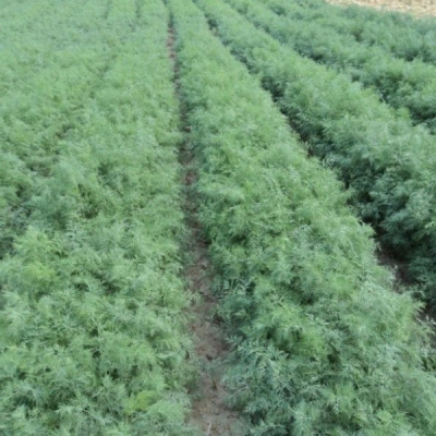 АЛЛИГАТОР F1 укроп Гавриш (1000 г)