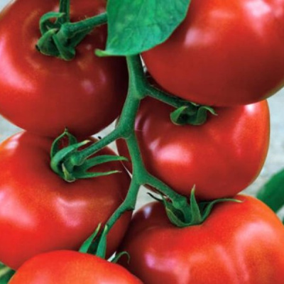 ЗАДУРЕЛЛА F1 томат Вильморин