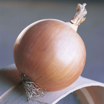 ДАЙТОНА F1 лук Бейо