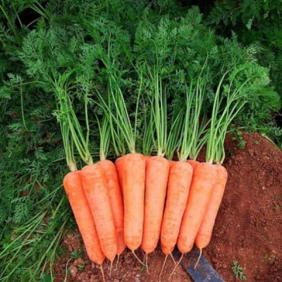 ДИАМЕНТО F1 морковь Вильморин